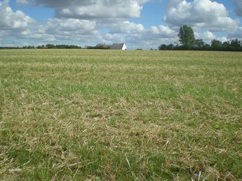 Rødsvingel Dipper o. C 10kg